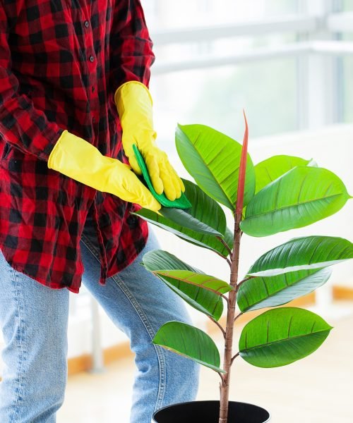 Woman cleaner wiping with a rag the leaves of plants in the office.